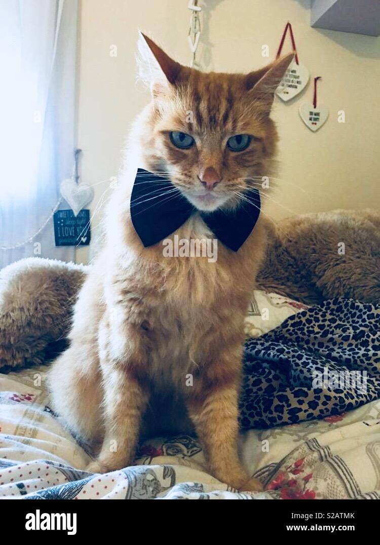 cat dickie bow