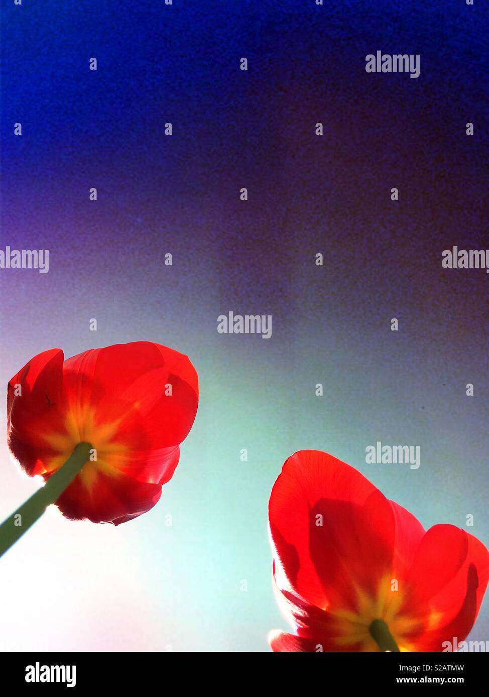 Tulips against the sky - Smartphone Captured Stock Image
