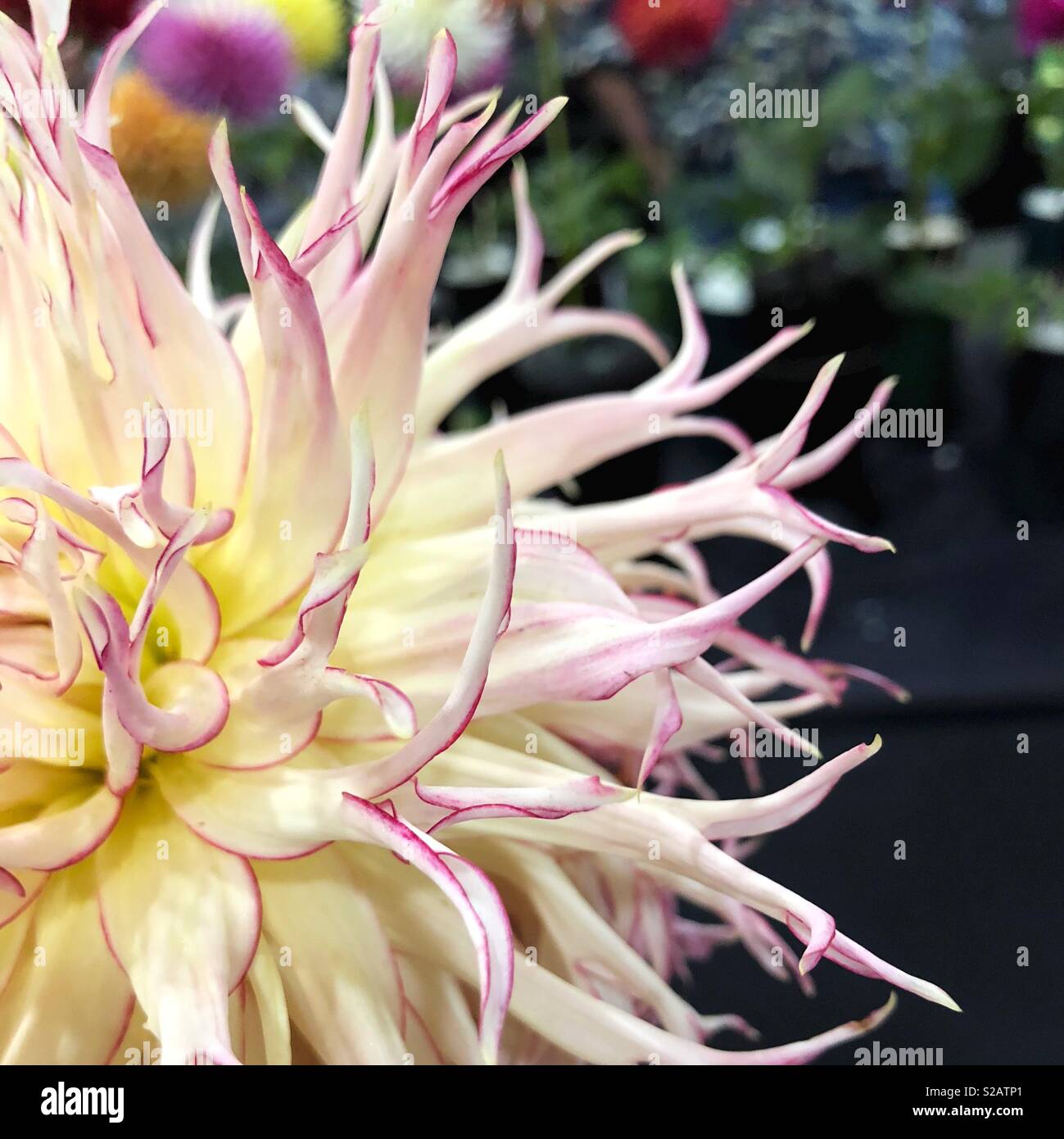 Close up of a dahlia flower. Stock Photo