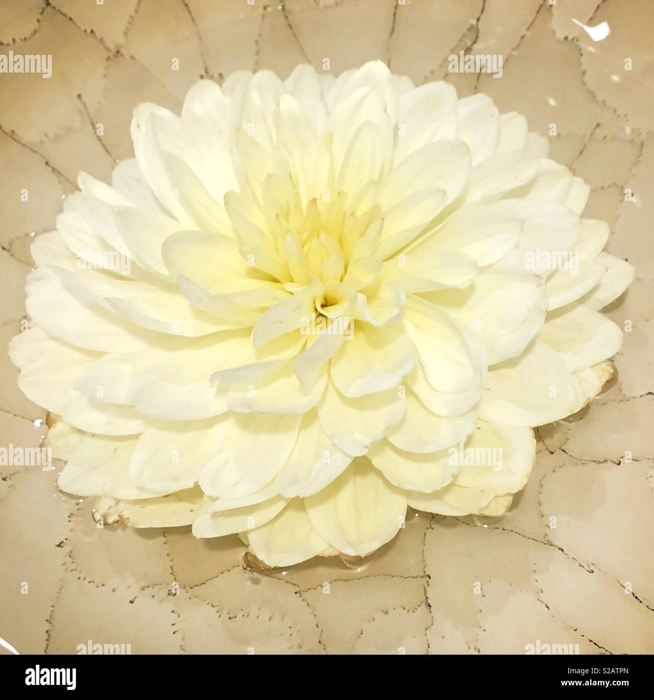 A dahlia flower in a bowl of water. Stock Photo