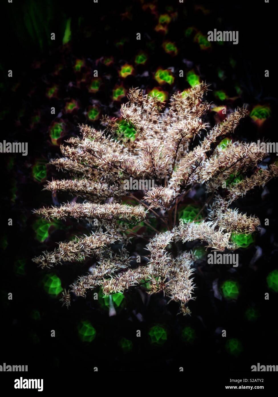 The unknown dry white and Aeonium tabuliforme f.cristata. 蓮花掌。 Stock Photo