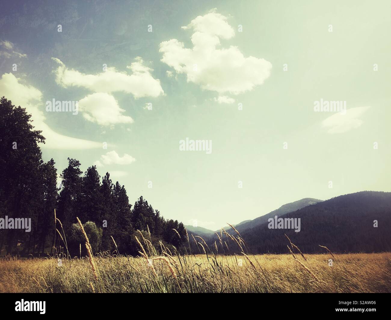 Into the wild - Smartphone Captured Stock Image