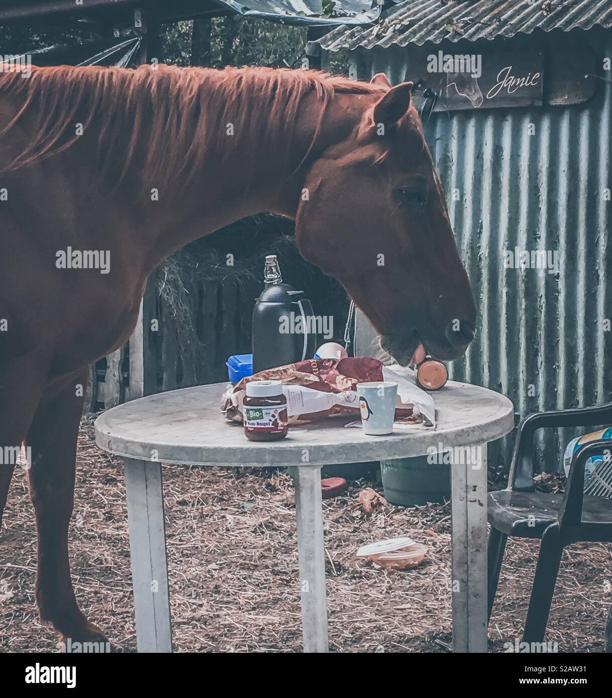 Horse at the breakfast table outside Stock Photo Alamy