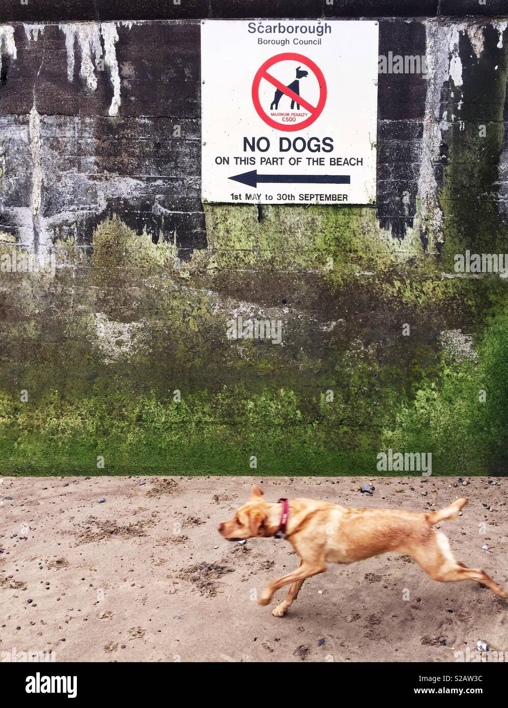 A Labrador retriever dog running towards a beach and a large sign saying No Dogs Allowed in a funny animal image Stock Photo