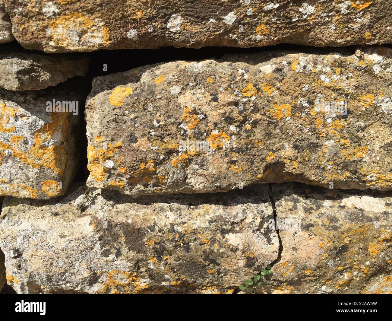 Lichen stone Stock Photo