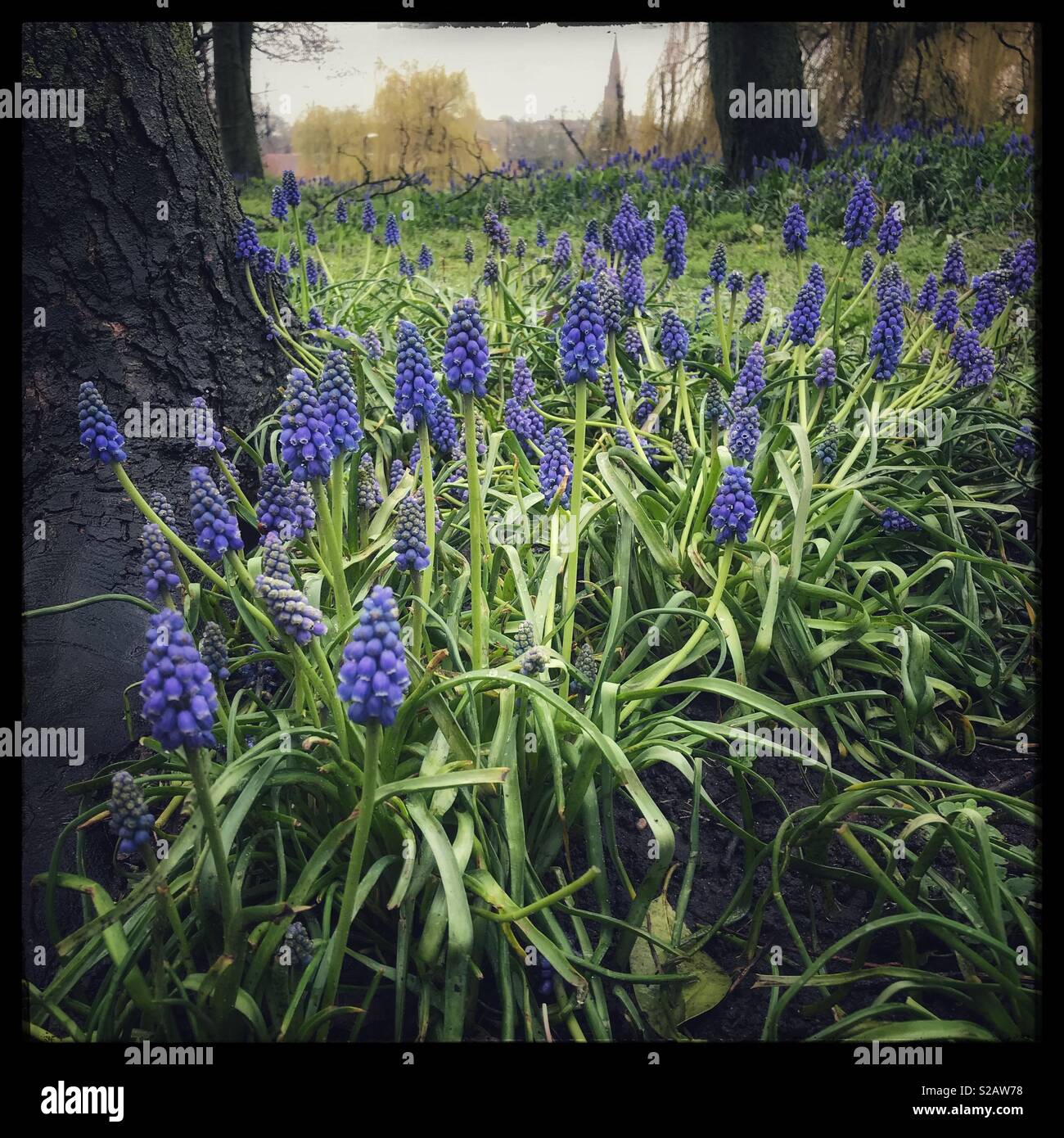 Grape Hyacinth, also known as Muscari. - Smartphone Captured Stock Image