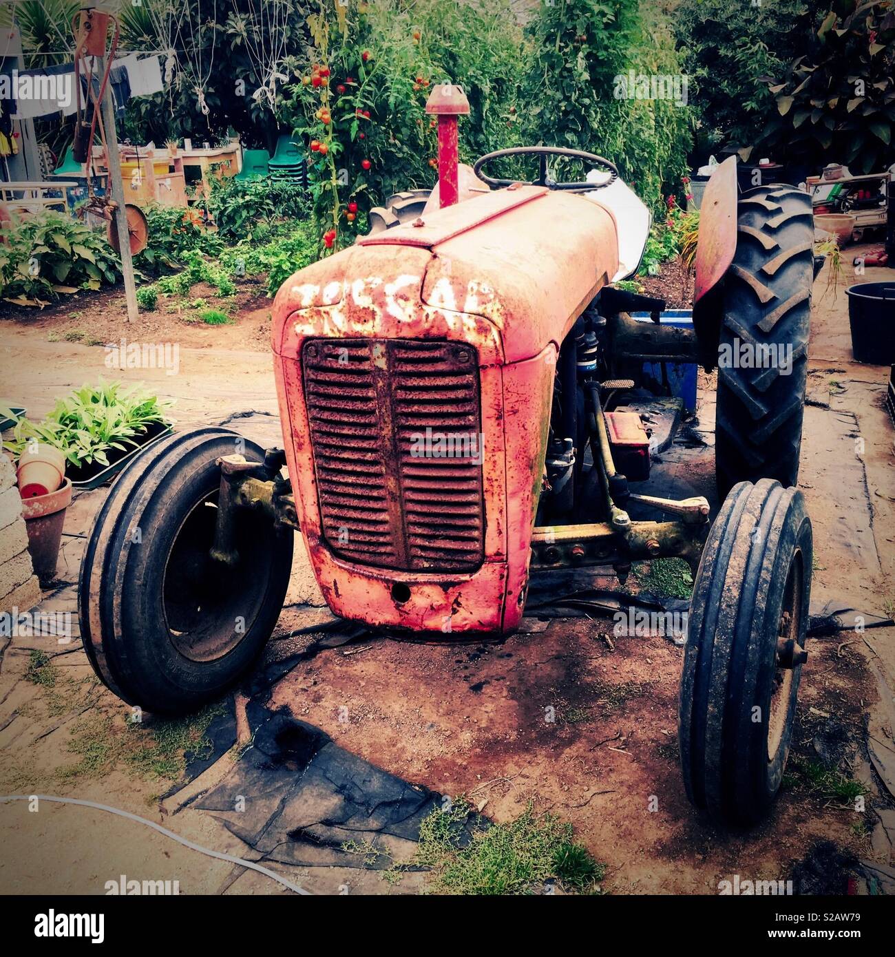 Rusty old vintage tractor, potager garden, Cornwall. Stock Photo