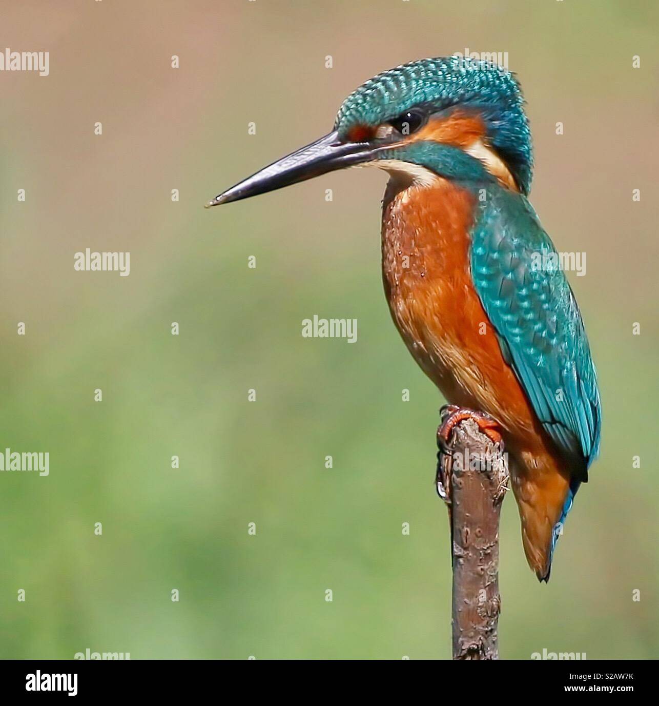 Beautiful pose of a Kingfisher Stock Photo - Alamy