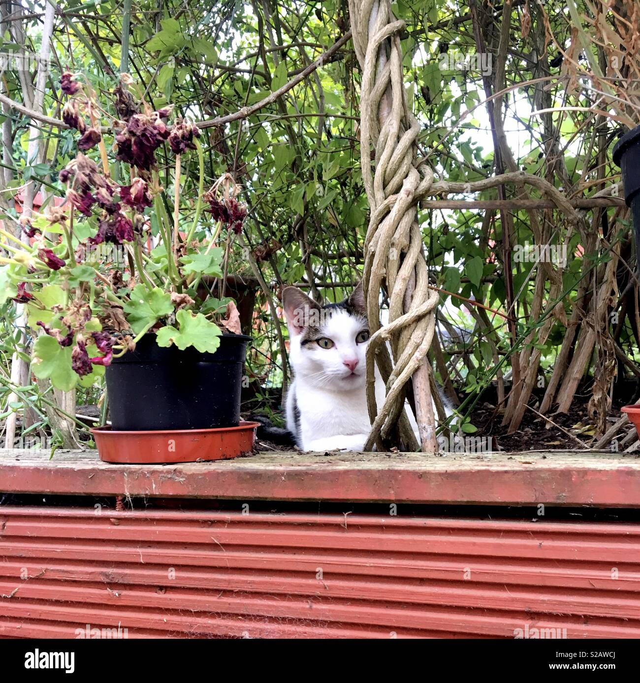 Cat in flower bed Stock Photo Alamy