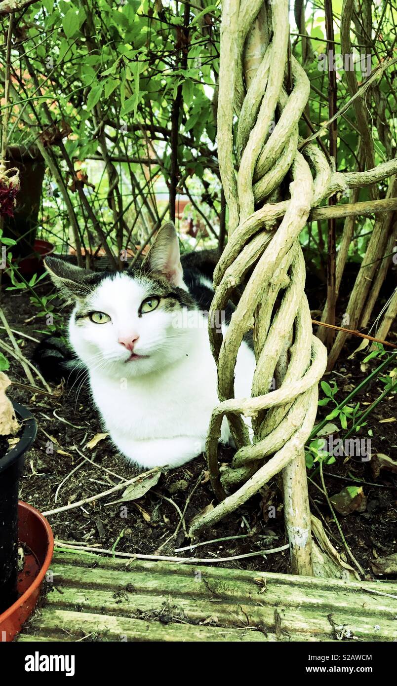Cat in flower bed watching camera Stock Photo Alamy