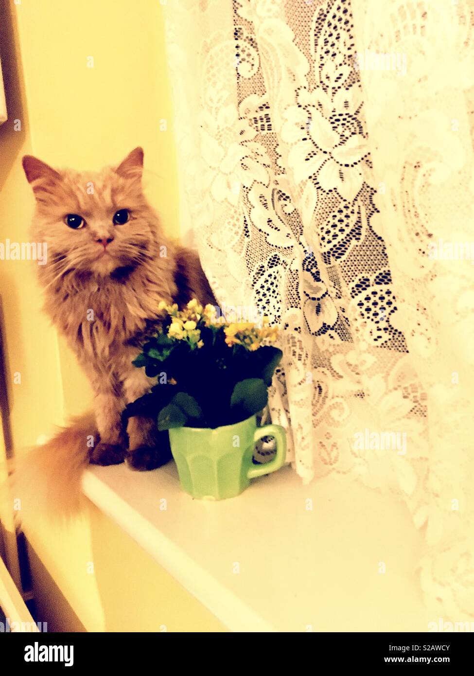 Cute cats with flowers in a coffee cup Stock Photo