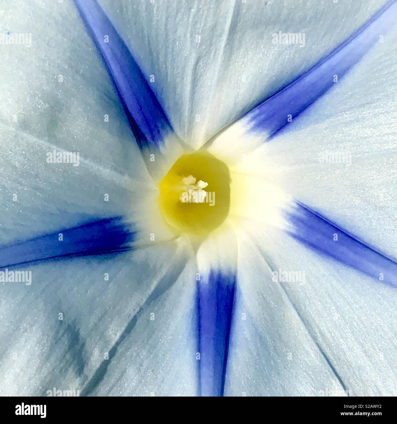 Close up of a blue morning glory flower filling a square frame - Smartphone Captured Stock Image