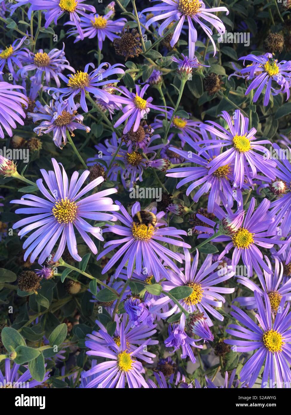 Bee on purple flowers Stock Photo