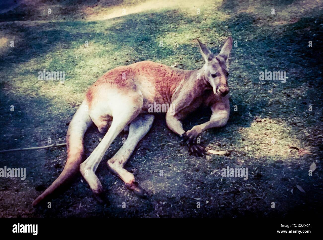Male kangaroo, Australia Stock Photo