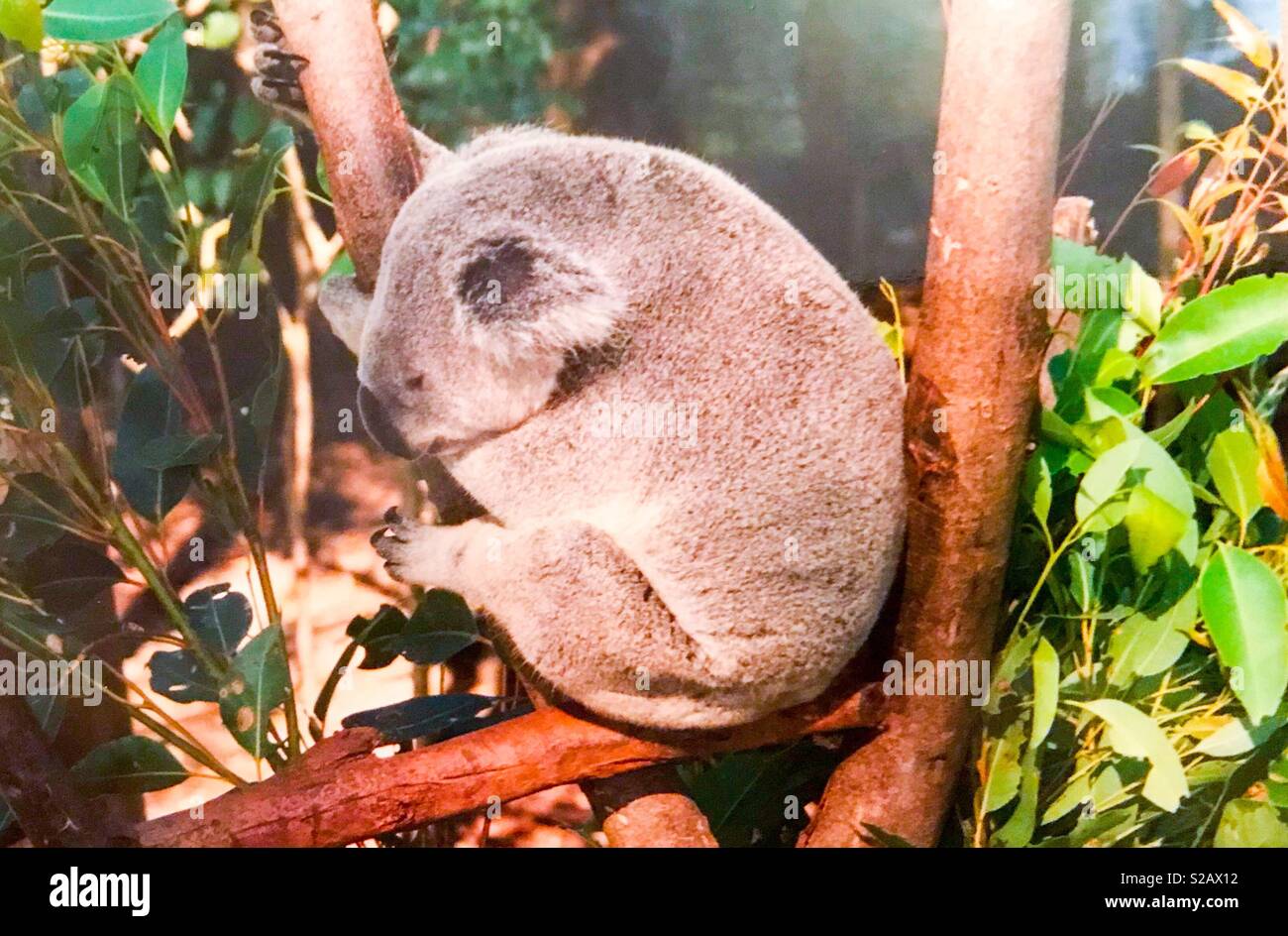 Koala bear, animal sanctuary, Australia - Smartphone Captured Stock Image