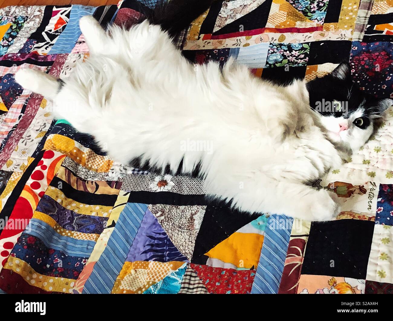 Fluffy cat on colorful handmade quilt Stock Photo Alamy