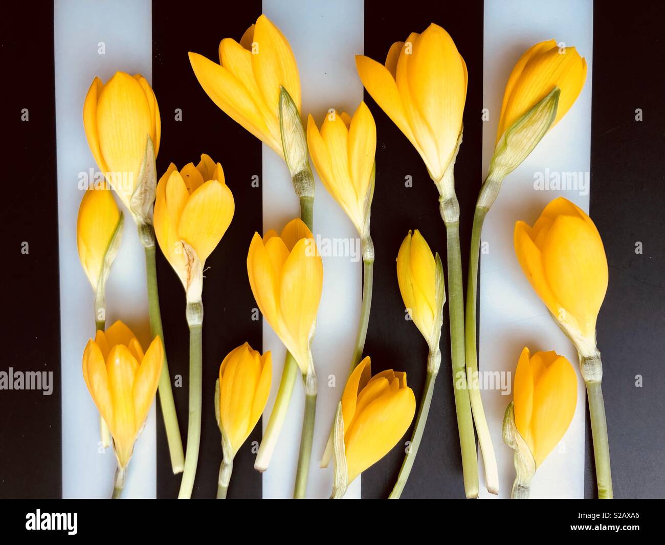 Group of yellow crocuses - Smartphone Captured Stock Image