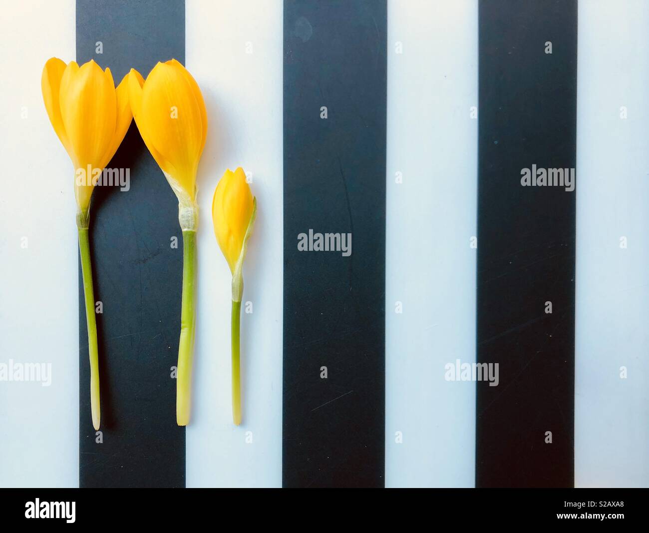 Family of yellow crocuses - Smartphone Captured Stock Image