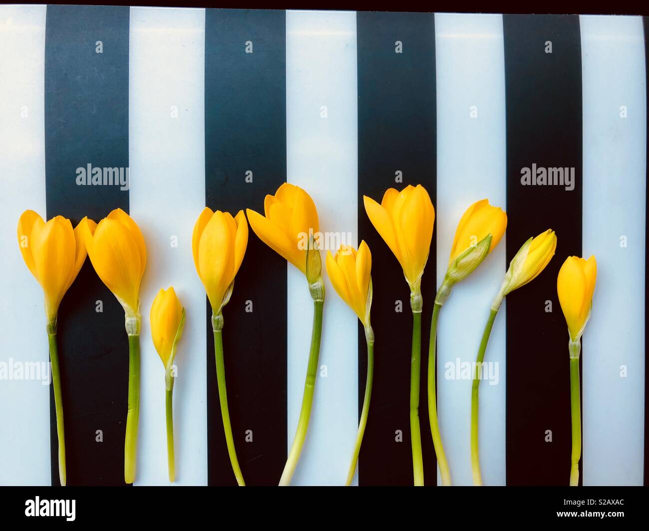 Community of yellow crocuses - Smartphone Captured Stock Image
