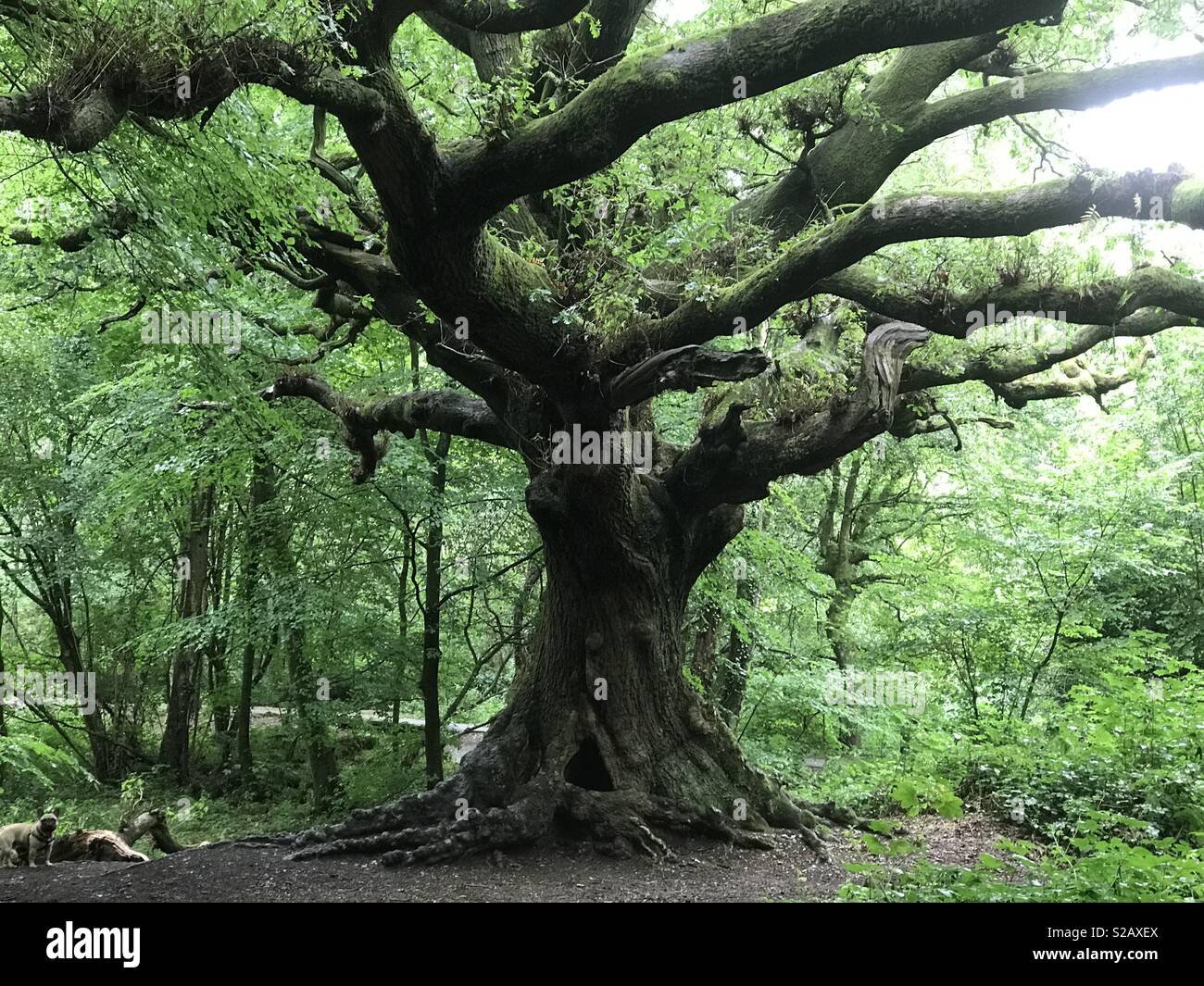 Knarley tree Stock Photo