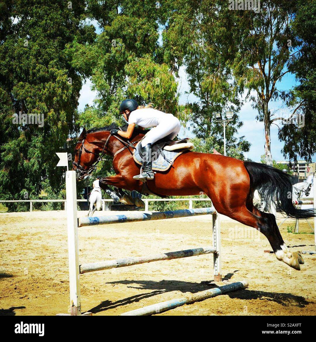 Horse riding show jumping Stock Photo Alamy
