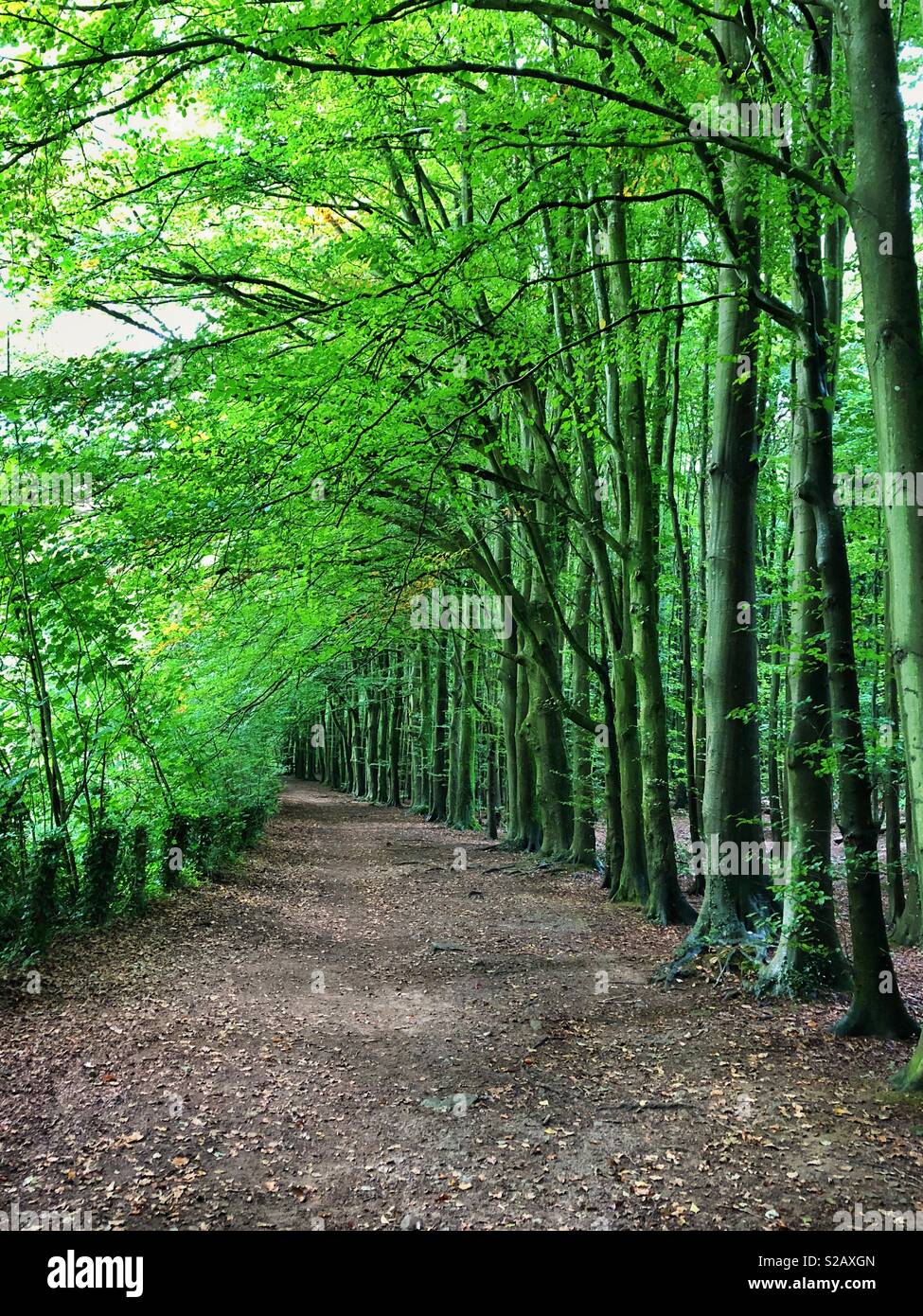 An avenue of beech trees , South Wales, September. - Smartphone Captured Stock Image