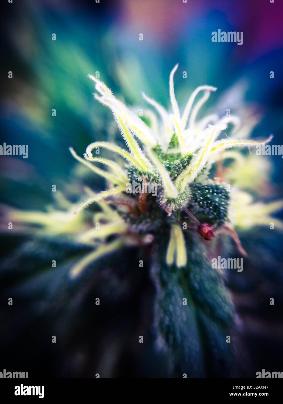 Ultra closeup, crown of a female Cannabis plant. Source of THC, CBD, and other intoxicants. Edibles. Smoke. Infusion. Ingestibles. Stock Photo