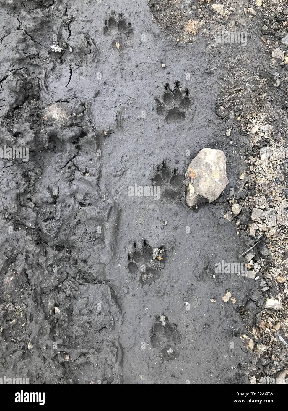 Paw prints in mud Stock Photo