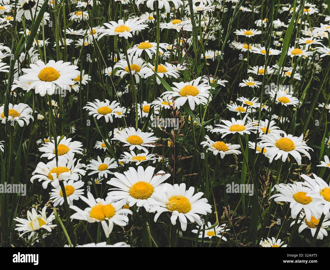 A field of wild daisies - Smartphone Captured Stock Image
