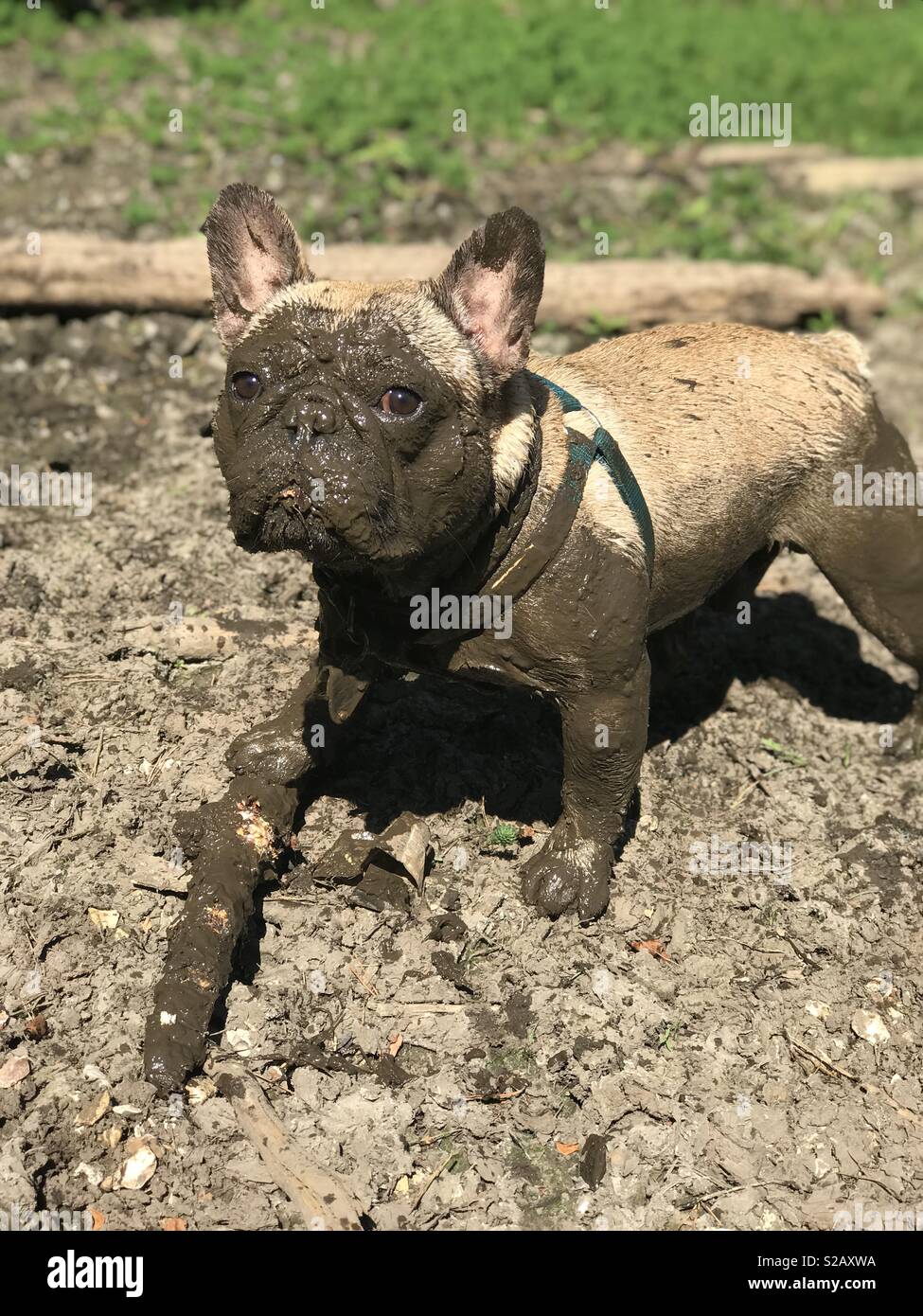 Muddy dog hires stock photography and images Alamy