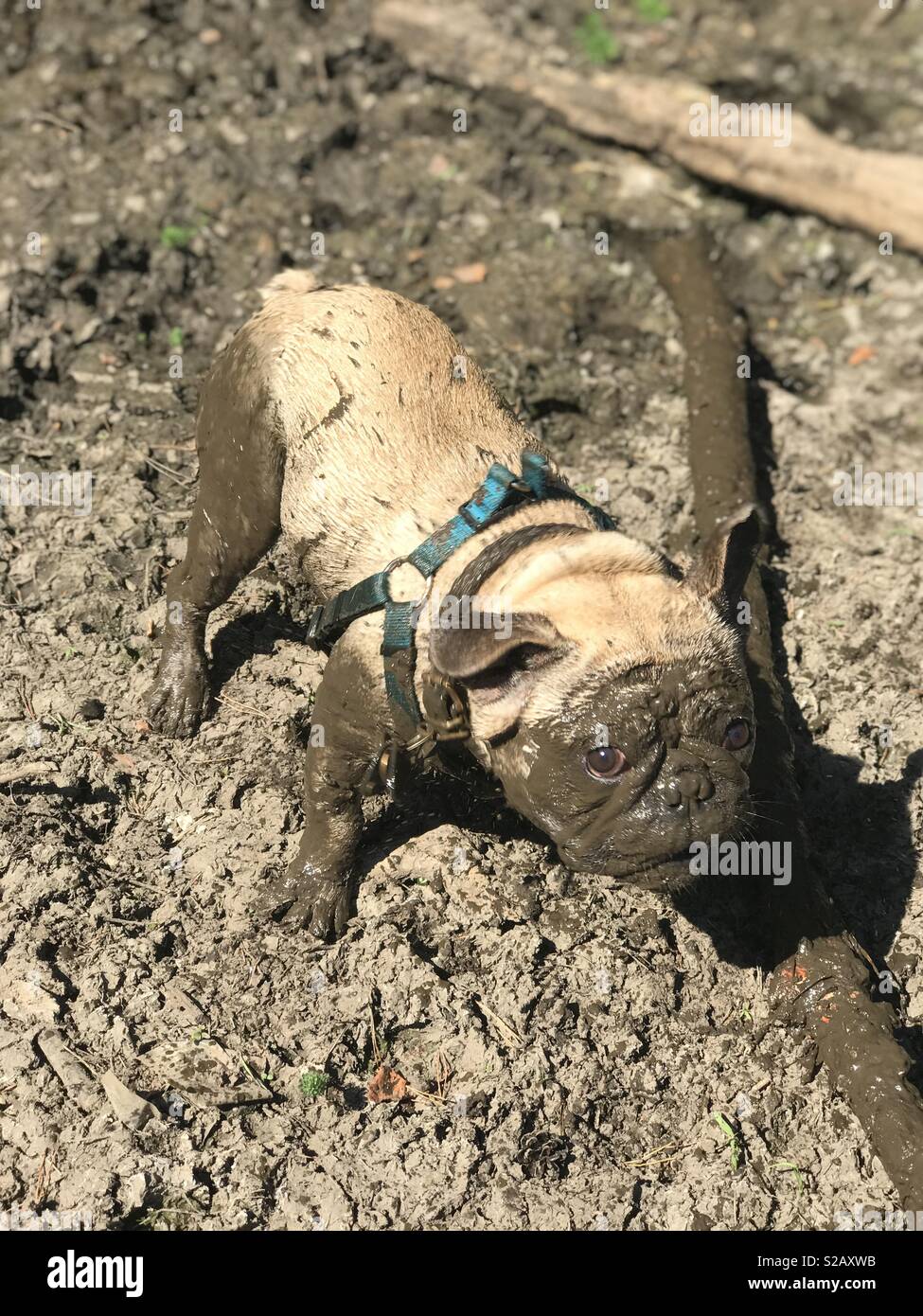 Muddy dog hires stock photography and images Alamy