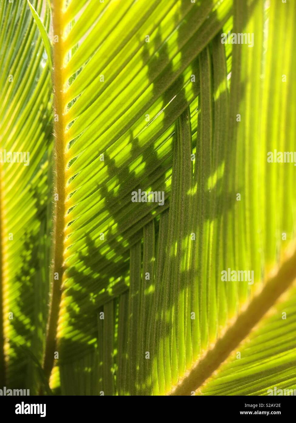 Green leaves of a cycas plant Stock Photo