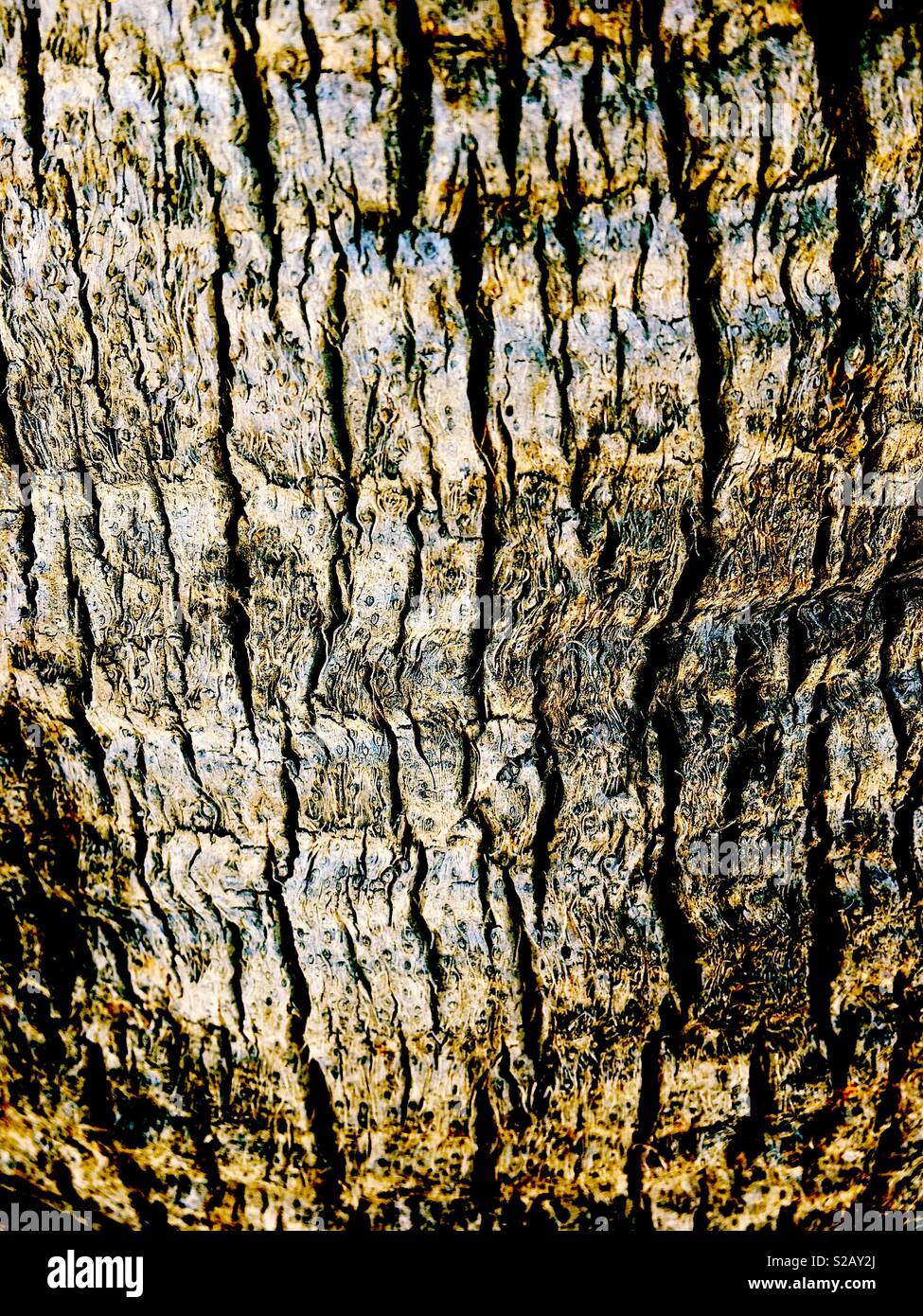 Abstract bark on a palm tree - Smartphone Captured Stock Image