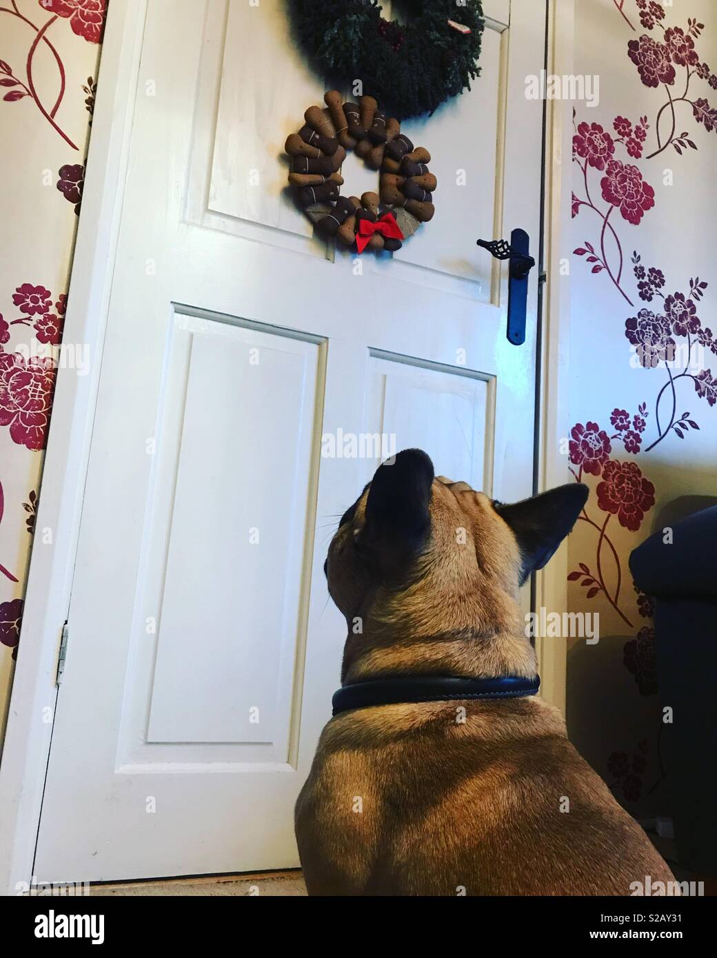 Dog wanting bone wreath Stock Photo