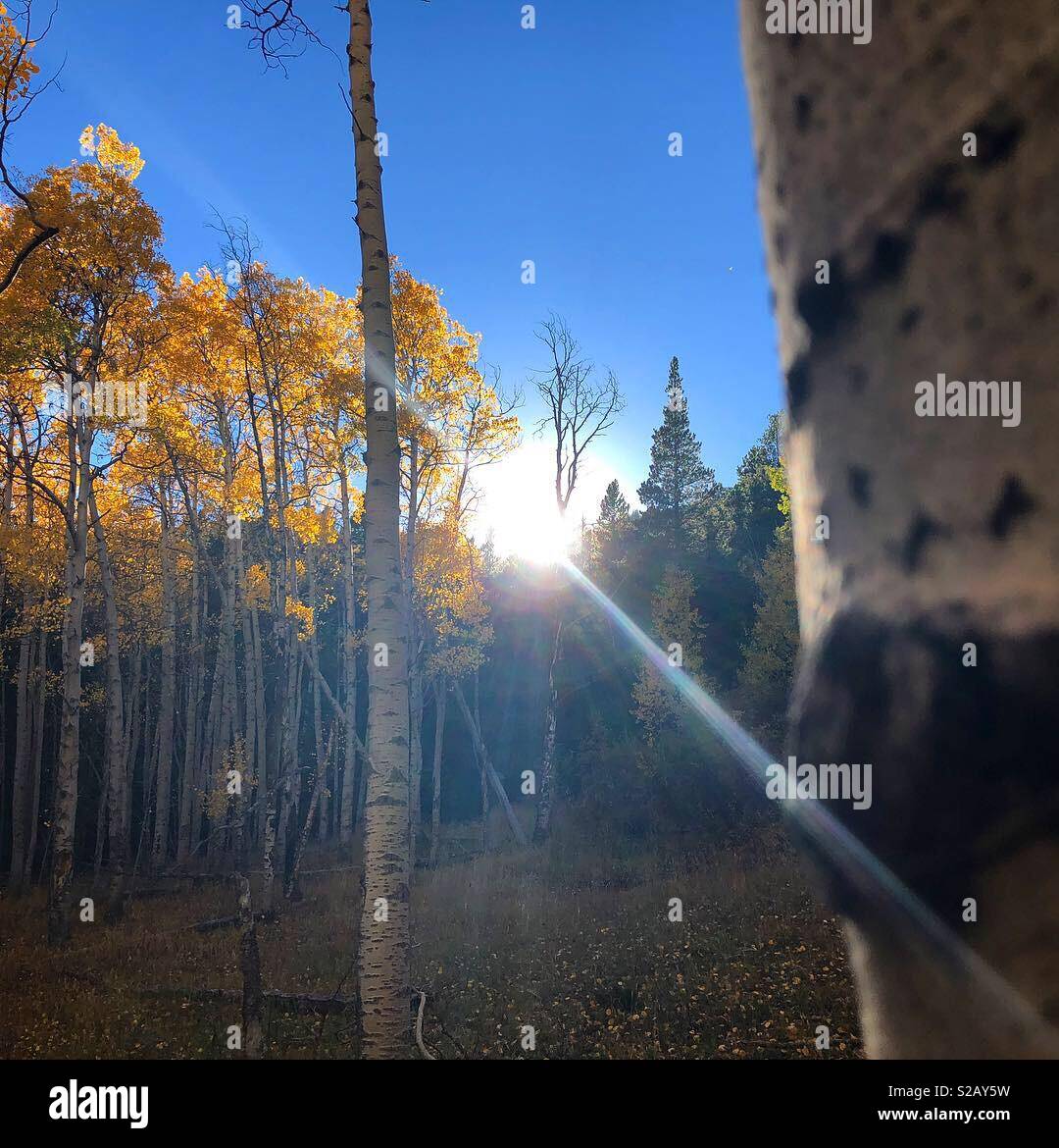Gold aspens hi-res stock photography and images - Alamy