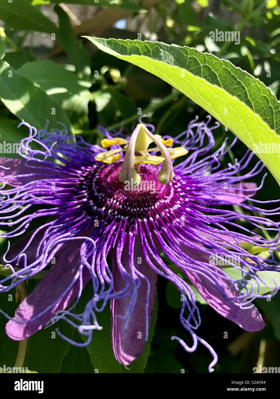 Purple passionflower Stock Photo
