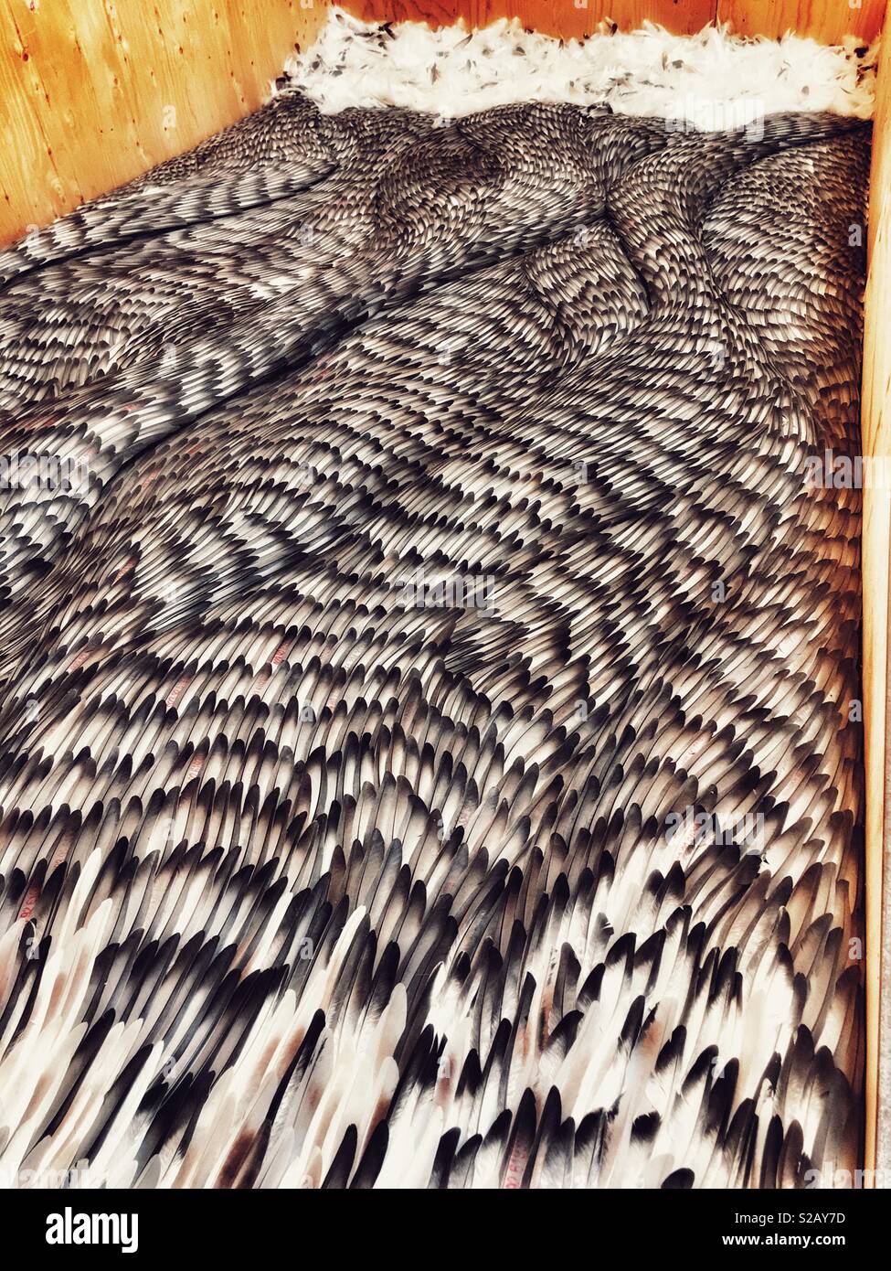 Kate MccGwire Sasse/Sluice moulted pigeon feathers, Commissioned for the Aldeburgh Festival 2018, Snape Maltings, Suffolk, England. - Smartphone Captured Stock Image