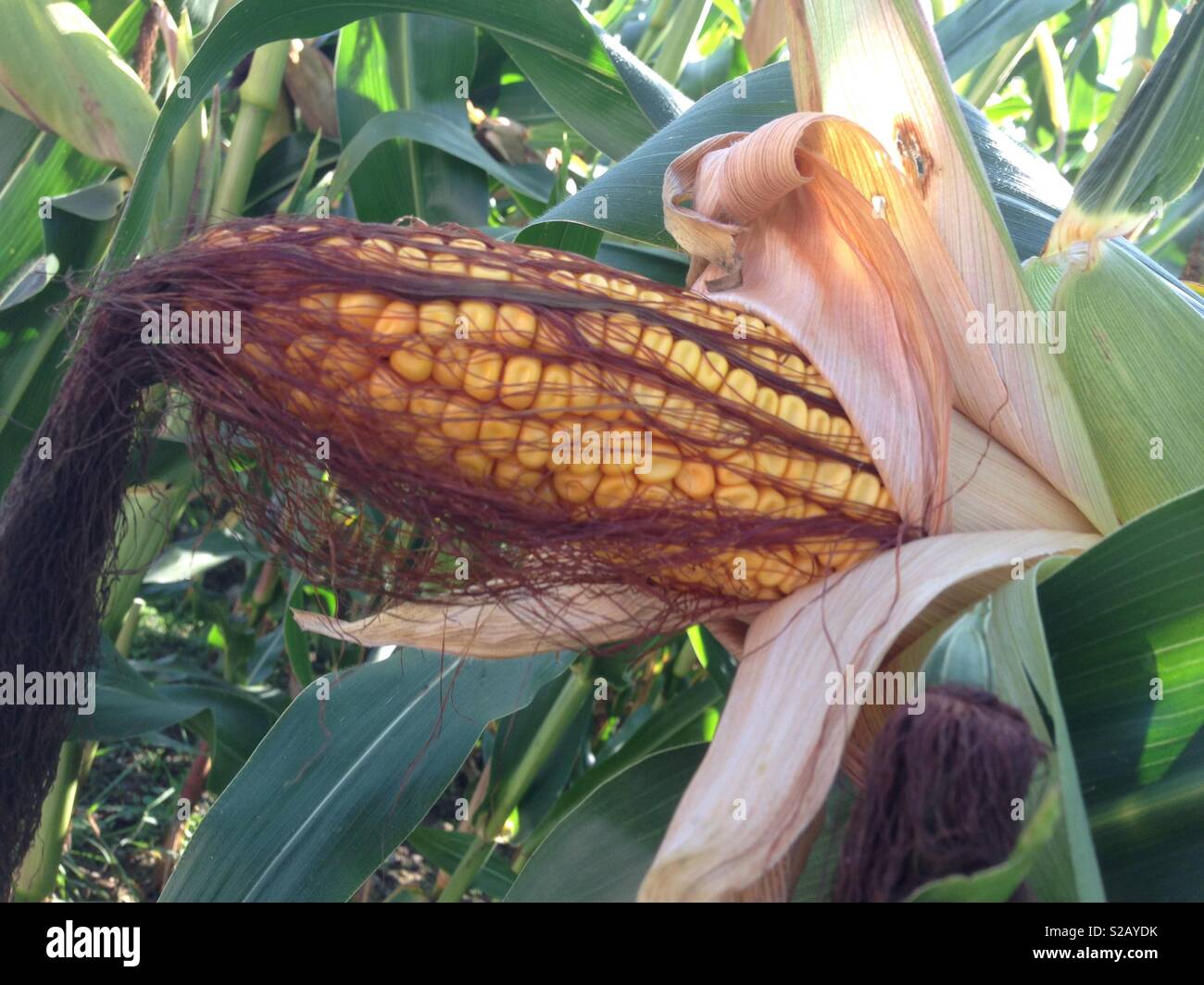 corn cob with hair and tingling Stock Photo Alamy