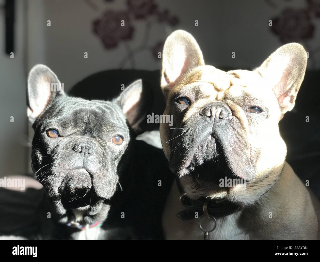 Frenchies & friends 2025