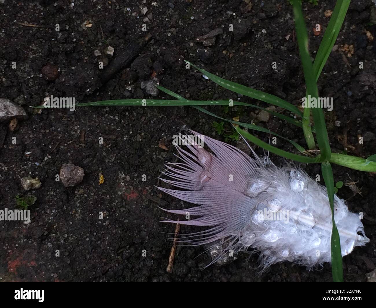 Pigeon feather, grass and raindrops Stock Photo