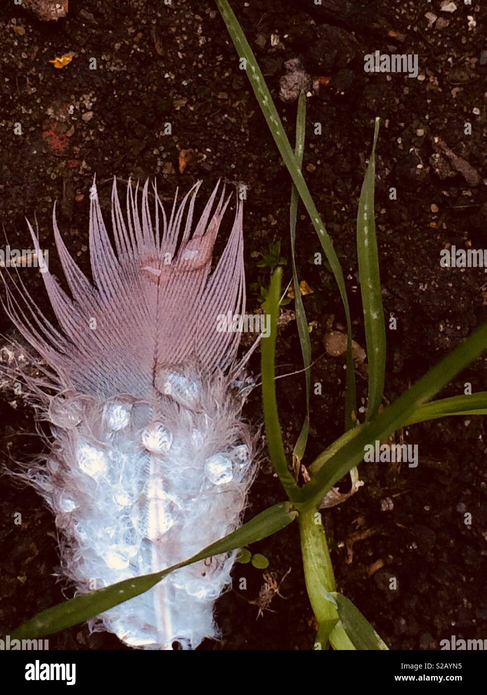 Feather, grass and raindrops Stock Photo