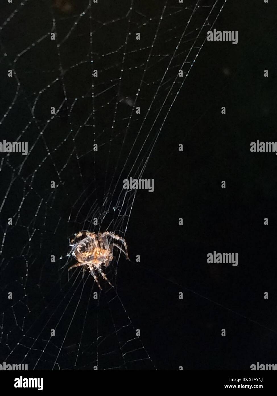 Orb weaver spider and web Stock Photo