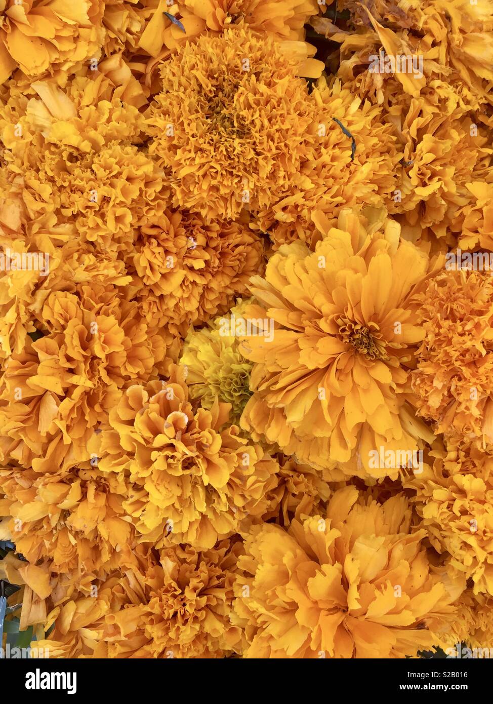 Close up of marigold flowers, Day of the Dead (Dia de los Muertos