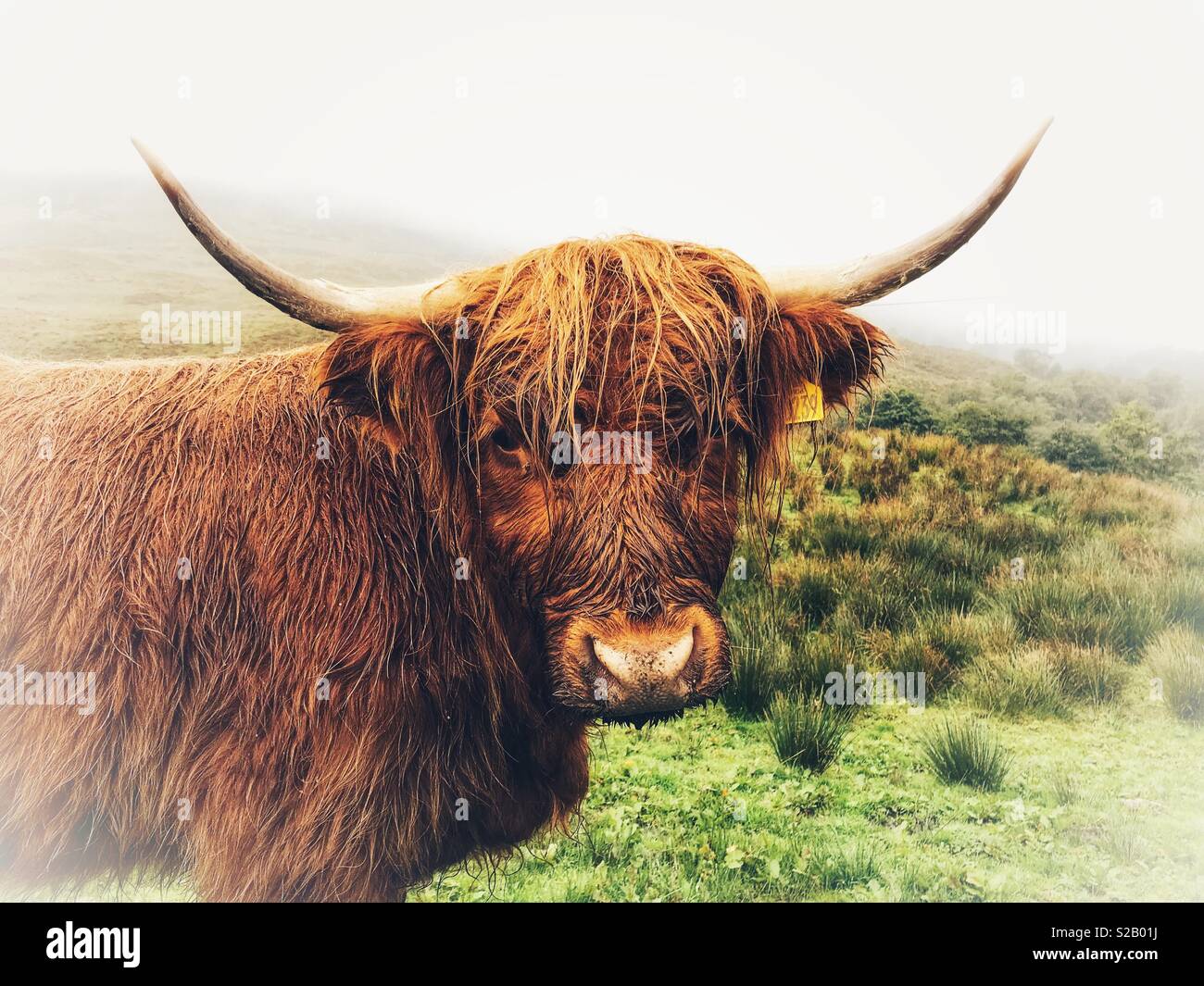Highland cow, portrait. Loch Lomond and The Trossachs National Park, Scotland - Smartphone Captured Stock Image