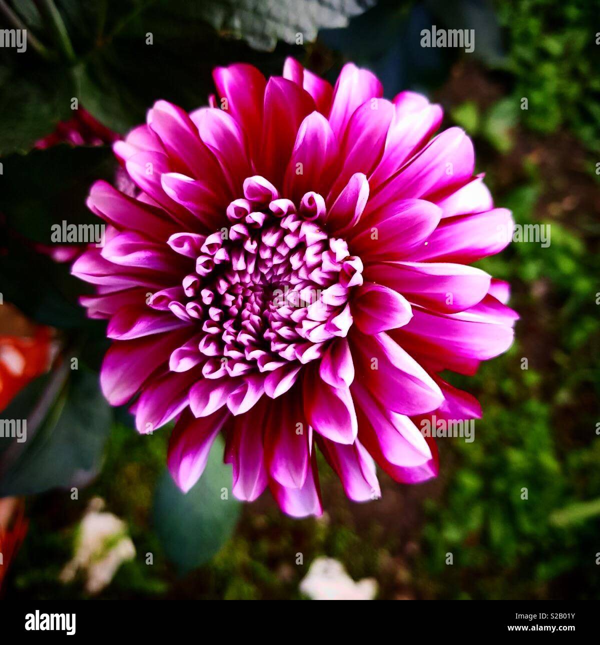 How to find this flower hires stock photography and images Alamy