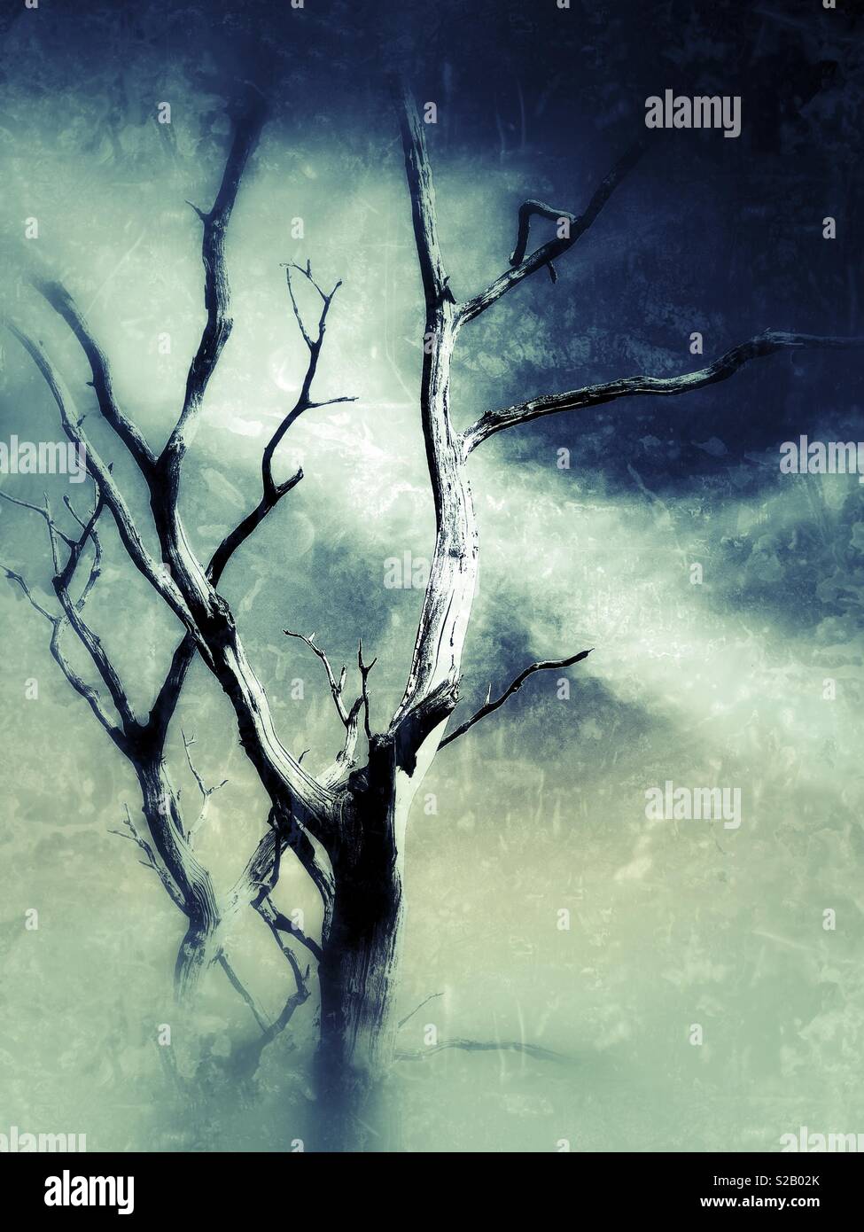 Dead tree reaching up from a misty swamp - Smartphone Captured Stock Image