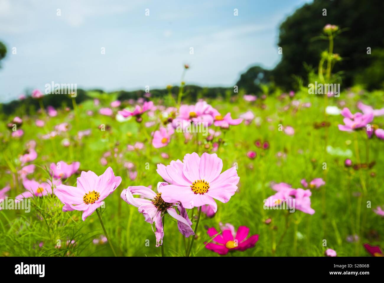 Wild flowers on a bright sunny day - Smartphone Captured Stock Image