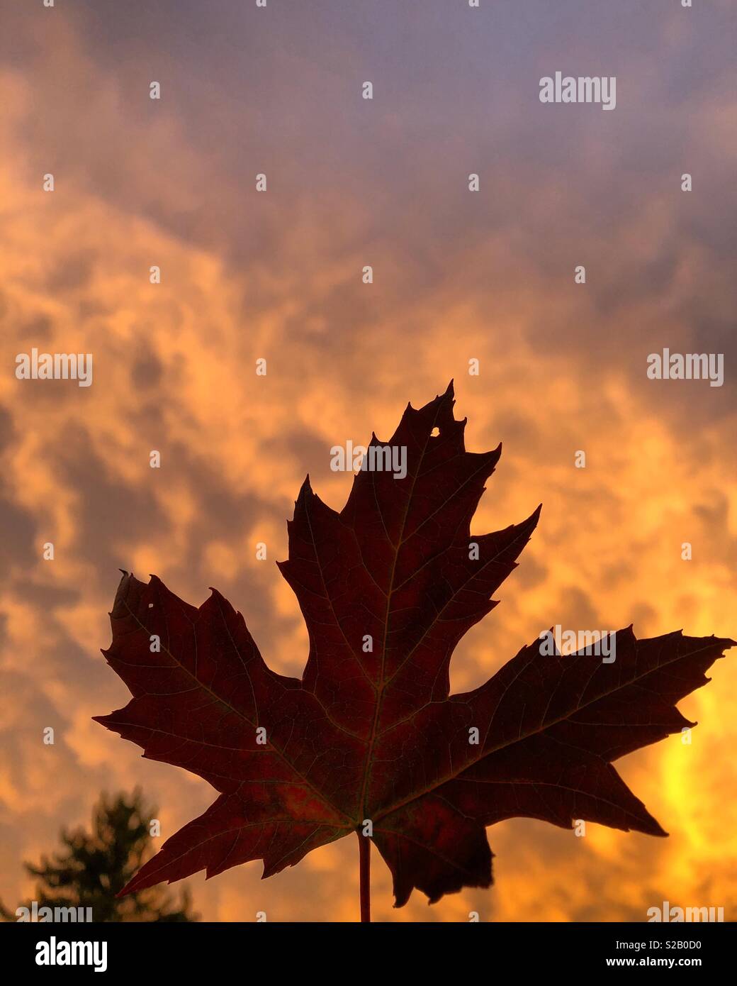 Red maple leaf against dramatic sunset Stock Photo