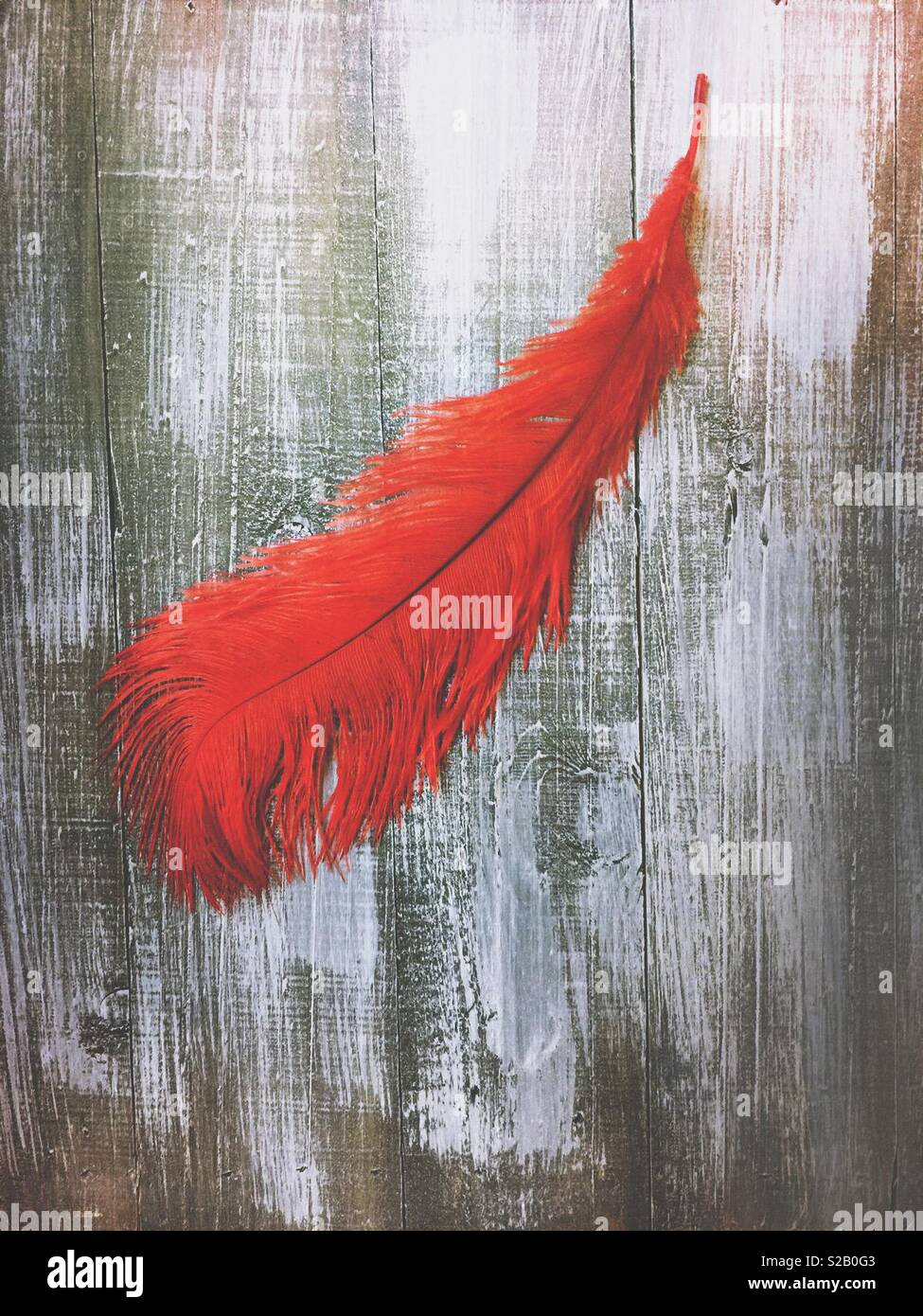 One red feather over a distressed wood background - Smartphone Captured Stock Image
