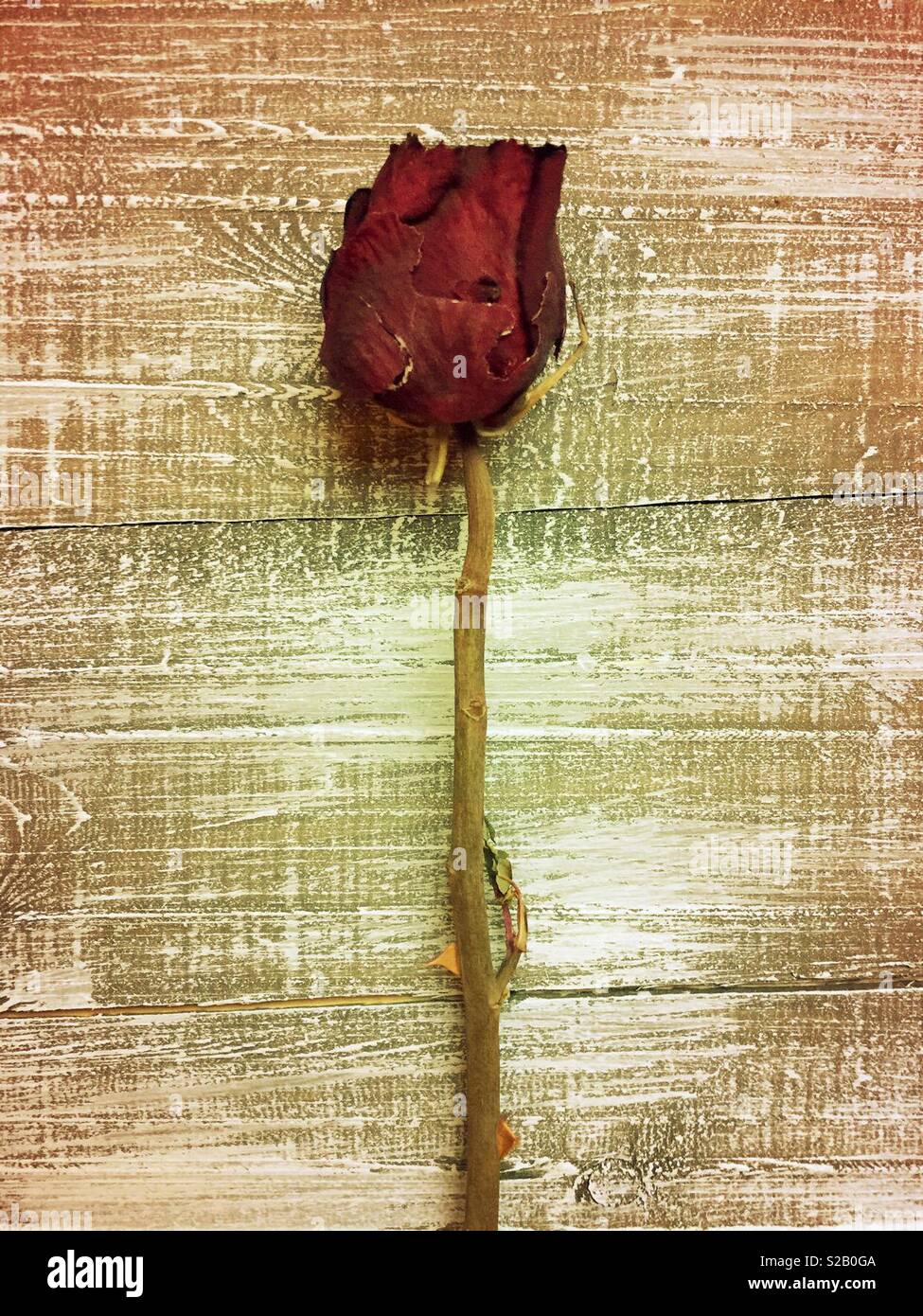 Old decaying dry red rose Stock Photo